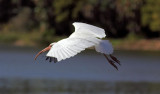 White Ibis, Florida