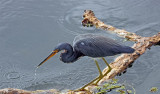 Tri-color Heron, Florida