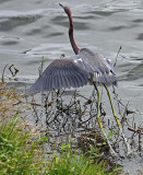 Tri-color Heron (Juvenile), Florida