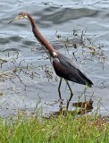 Tri-color Heron (Juvenile), Florida