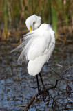 Great Egret, Florida