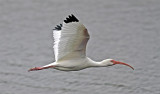 White Ibis, Florida