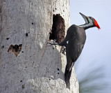 Pileated Woodpecker, Florida