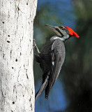 Pileated Woodpecker, Florida