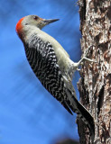 Red-Bellied Woodpecker, Florida