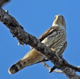 Merlin, Florida