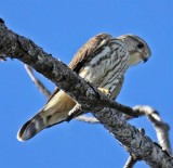 Merlin, Florida