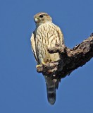 Merlin, Florida