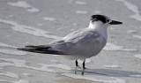 Sandwich Tern, Florida