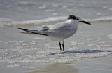 Sandwich Tern, Florida