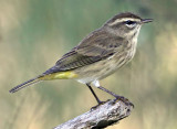 Palm Warbler, Florida