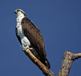 Osprey, Florida