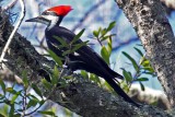 Pileated Woodpecker, Florida