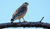 Red Shouldered Hawk, Florida