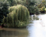 Willow on the Indre