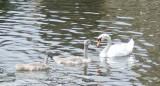 Mother swan and two cygnets