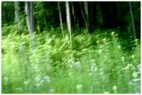 Ferns and forest 2