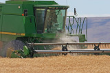 Wheat Harvest Along Highway 2