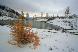 Lonely Larch Near My NIghts Campsite