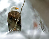 Noble Bird Of  Entiat Valley  ( Snowing All Day )