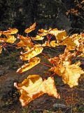 Fall Leaves Along Trail