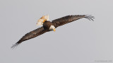 BaldEagle23c7480.jpg