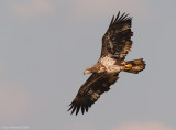 BaldEagle28c7585.jpg