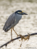 Yellow-crownedNight-Heron04c6484.jpg