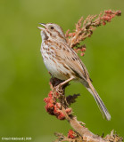 SongSparrow12c9024.jpg