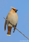 BohemianWaxwing03c7919.jpg