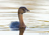 Pied-billedGrebe05c2819.jpg