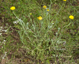 desert marigold 082520080218_MG_8394.jpg