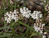 arizona desert milkweed 062120090342 copy.jpg