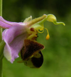 Bee orchid profile Gwent WLT Reserve