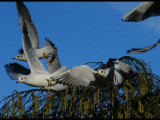 black headed gulls taking off