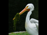 weedy pelican