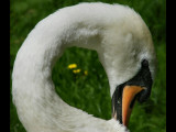 swan neck