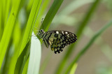 Butterfly on the banks of the Ping
