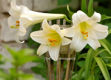 The Wild Lilies again - comparison of two Sigma Macro Zoom lenses