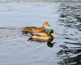 Mallard Family-20080617_46_Teenagers Now.JPG