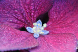 OR - Purple Leaves Blue Stamen