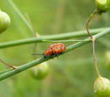 Spotted Asparagus Beetle/Criocere a 12 pointes(Crioceris duodecimpunctata)