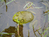 Rana catesbeiana-Bullfrog/Ouaouaron(Nova Scotia)