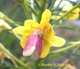 932082 (11164) Schinia florida - Noctuelle rose de l'onagre