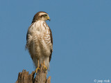 Roadside Hawk - Wegbuizerd - Buteo magnirostris