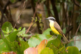 Great Kiskadee - Grote Kiskadie - Pitangus sulphuratus