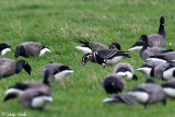 Red-breasted Goose - Roodhalsgans - Branta ruficollis