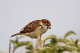 Passer italiae (italian sparrow--passero d'Italia)