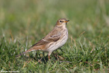 Anthus spinoletta (water pipit-spioncello)