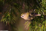 Regulus regulus (goldcrest-regolo)